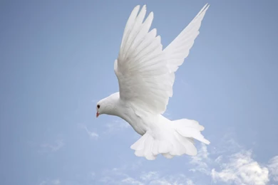 Wallpaper: White Dove Wallpapers