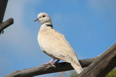 Free Dove Wallpapers   Animals Town