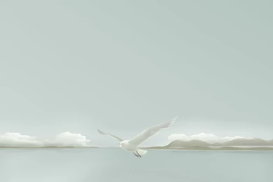 HD Dove Wallpapers And Photos