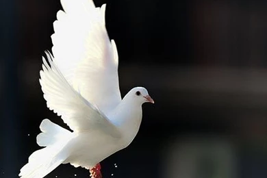 Cute Dove Wallpapers