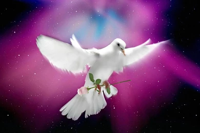 Dove A Pink Rose   (