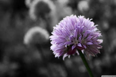 Purple Flower On Black And White Backgrounds HD Desktop Wallpapers ...