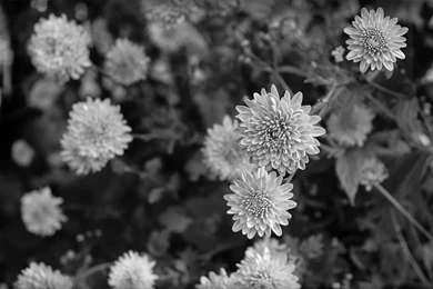 Black N White Flowers Desktop Backgrounds Wallpapers Free Download