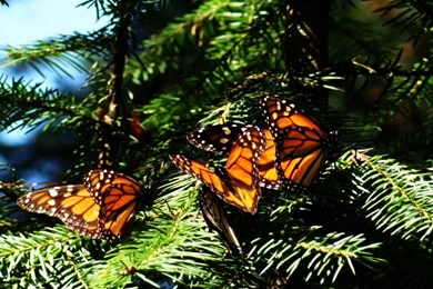 Michoacan Wallpapers