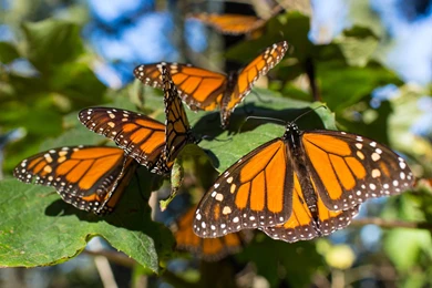 MexicoIsUnik For Its Natural Treasures!