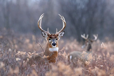 Monster Bucks Wallpapers   Wallpapers Cave