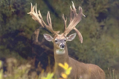 Monster Bucks Wallpapers   Wallpapers Cave