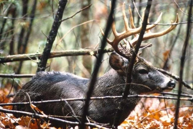 Free Whitetail Deer Wallpapers   Wallpapers Zone