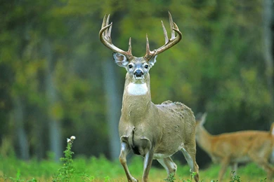 Top Whitetail Bucks Fighting Wallpapers
