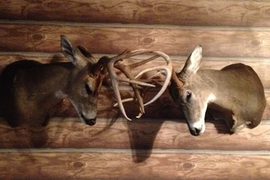 Monster Bucks Wallpapers