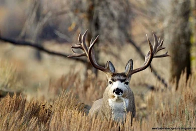 Mule Deer Buck Wallpapers