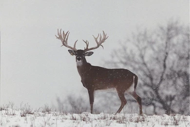 RePin Image: Hd Wallpapers Big Buck On Pinterest