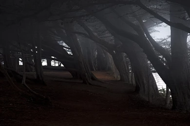 Download Wallpapers 2048x1152 Trees, Gloomy, Inclination, Darkness ...