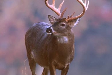 Big Buck Backgrounds   Wallpapers Zone