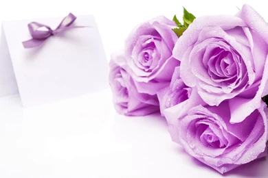 Purple Roses Wallpapers   Wallpapers Cave