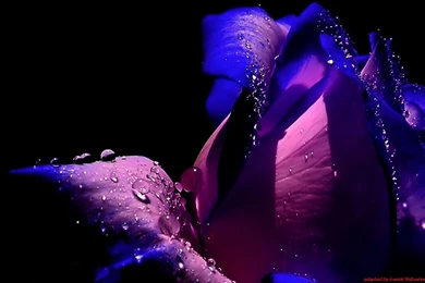 Purple Rose Backgrounds   Wallpapers Cave