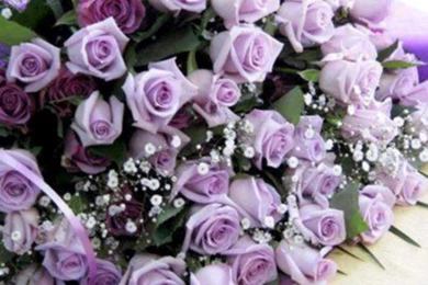 Flowers Purple Roses Free High Quality Backgrounds Pictures