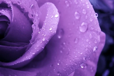 Purple Rose Backgrounds