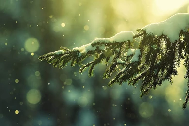 Winter Desktop Wallpapers And Backgrounds   Nature Wallpapers