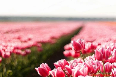 Flower Wallpapers Tumblr Quotes