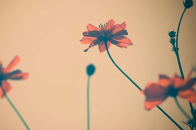 Flowers Tumblr HD Desktop Wallpapers : Widescreen : High Definition ...