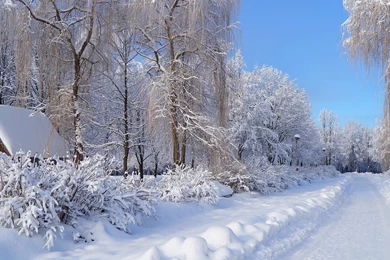 Top Snowy Cottage Cabin Tree Wallpapers