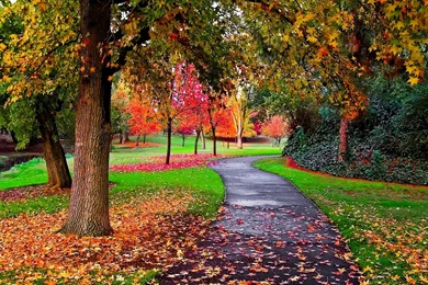 Fall Wallpapers 1fc   HD Wallpapers