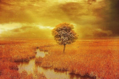 Field Tree 3d Art Autumn Wallpapers