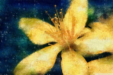 Yellow Flower 3 Wallpapers DAP Chalk HD Desktop Wallpapers ...