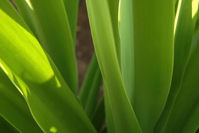 Grass Leaves Close Up Desktop Wallpapers