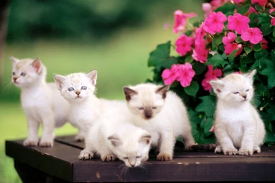 Cute Cat Wallpapers HD 1 4   Cute Cat Wallpapers