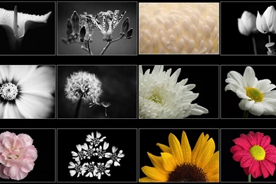 High Resolution Desktop Wallpapers • Martin Bailey Photography