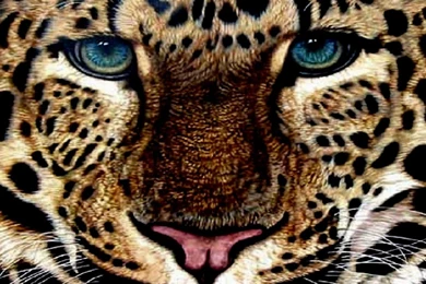 Leopard Wallpapers   (