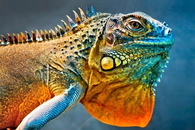 Colorful Animal Wallpapers