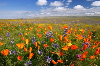 National Glefia.com Wallpapers