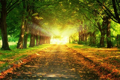 Marvelous Wallpapers