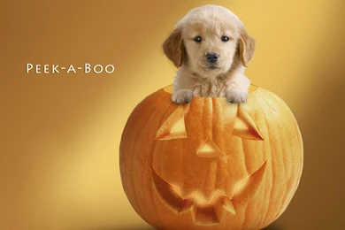 Halloween Animals Dog HD Wallpapers