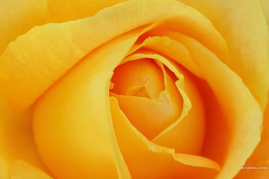RePin Image: Yellow Rose Pe. On Pinterest