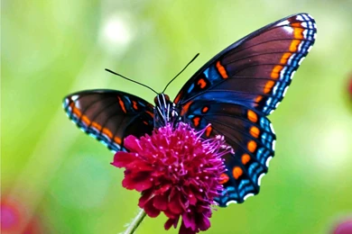 Butterfly Live Wallpapers   All Wallpapers New