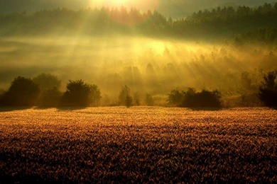 Wheat Trees Dim Czech Republic Wallpapers