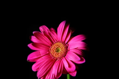 Abstract Dim Tree Branch Macro iPad Air Wallpapers Download ...