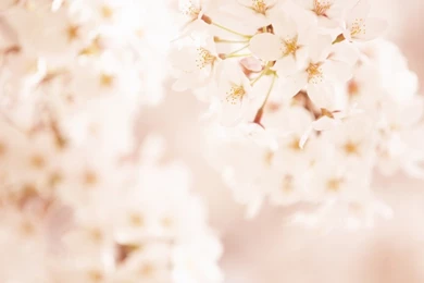 Soft Focus Photography   Romantic Flowers Dim 02   1366x768 ...