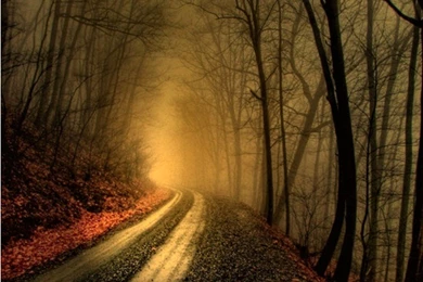 Forests: Dim Woods Autumn Forest Trees HD Wallpapers For High ...