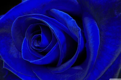 Blue Velvet HD Desktop Wallpapers : Widescreen : High Definition ...
