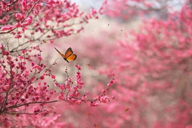 Beautiful Pictures Of Nature