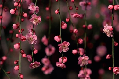 Hd Wallpapers Of Flowers Collection (38+)