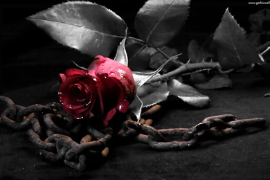 Black Rose Wallpapers