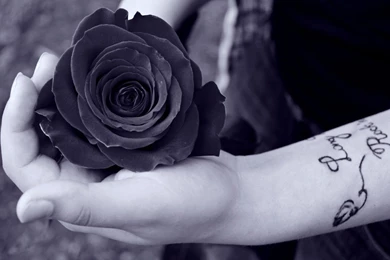 Black Rose Wallpapers HD Pictures