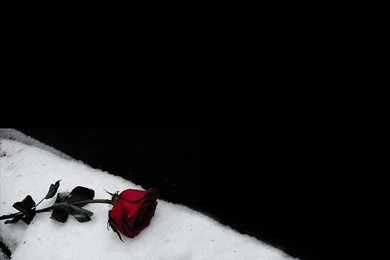 Black Roses Backgrounds   Wallpapers Cave