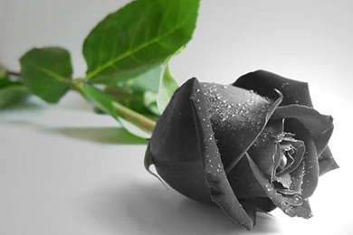 Black Rose Wallpapers HD Pictures